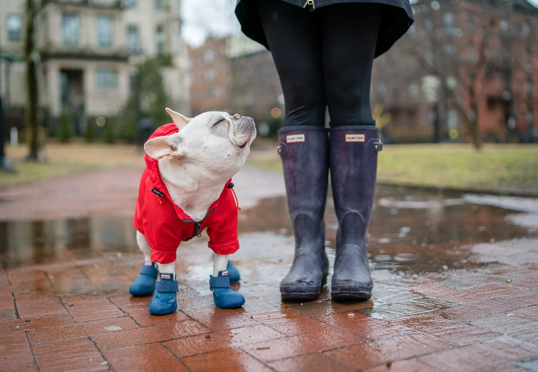 WagWellies Rubber Boots for Dogs by Wagwear